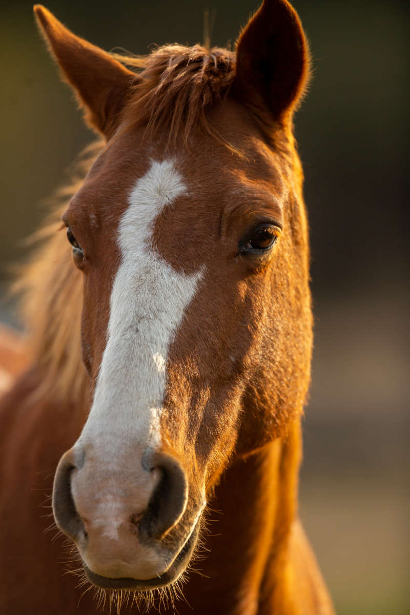 Racehorse Training